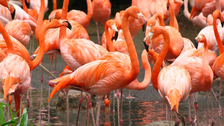 Steeve DUBOIS - Caribbean-flamingoes